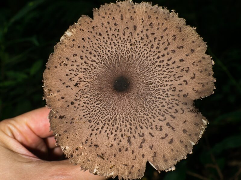 Macrolepiota pulchella