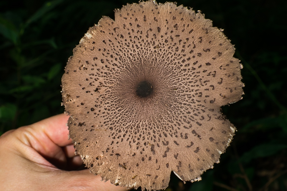 Macrolepiota pulchella | Cogumelo comestível da Mata Atlântica