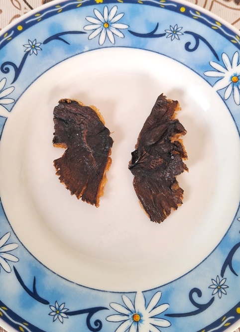 Macrolepiota pulchella