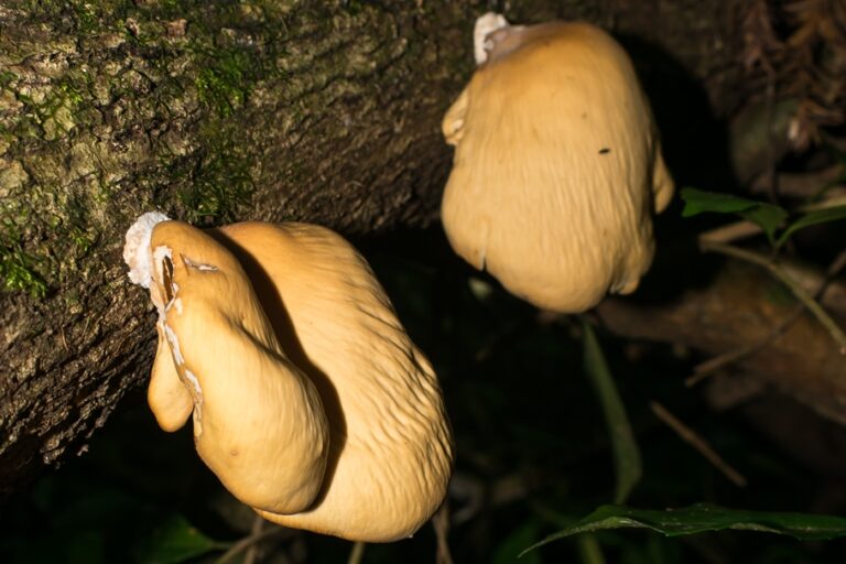 Mycobonia flava na Serra Gaúcha: Fotos e Informações