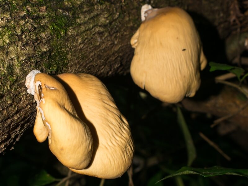 Mycobonia flava na Serra Gaúcha: Fotos e Informações