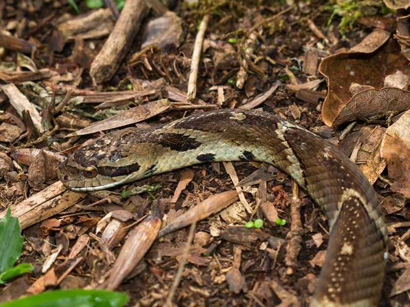 Falsa Jararaca (Xenodon neuwiedii) | Cobra na Serra Gaúcha