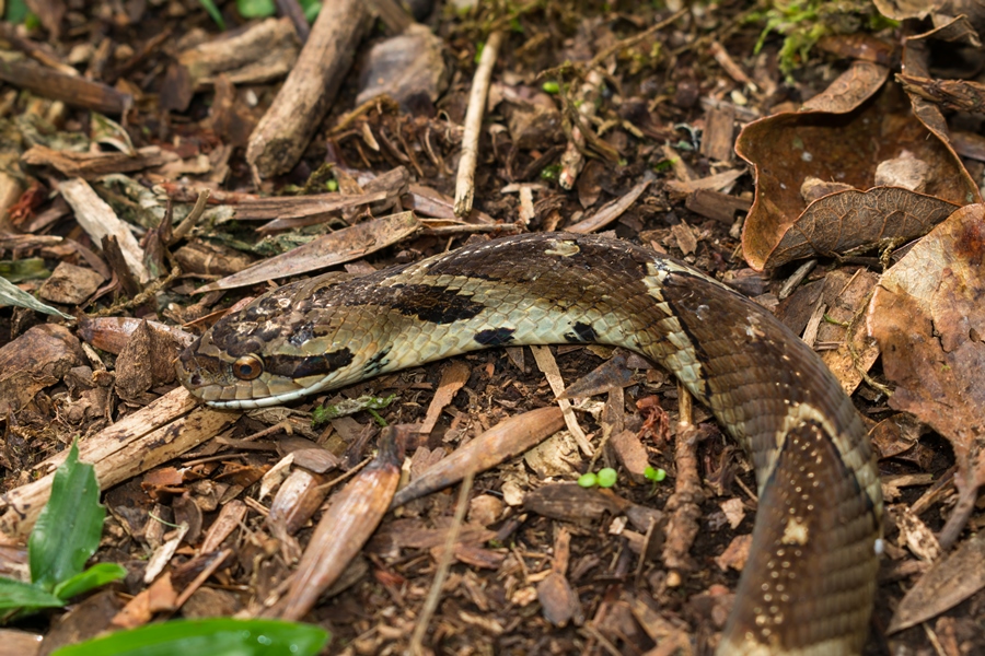 Falsa Jararaca (Xenodon neuwiedii) | Cobra na Serra Gaúcha