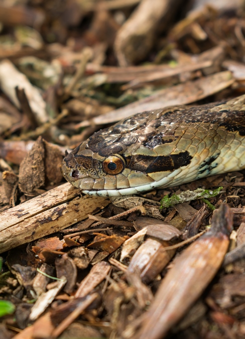 Xenodon neuwiedii - Falsa Jararaca