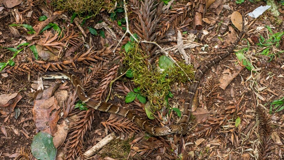 Xenodon neuwiedii - Falsa Jararaca