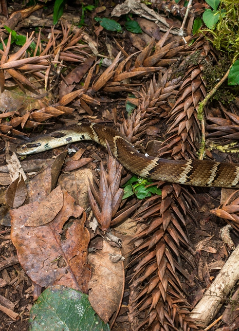 Xenodon neuwiedii - Falsa Jararaca