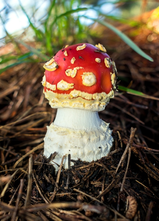 Cogumelo Russula sardonia no Brasil Amanita muscaria