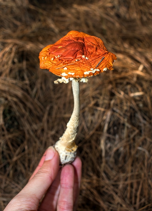 Cogumelo Russula sardonia no Brasil Amanita muscaria