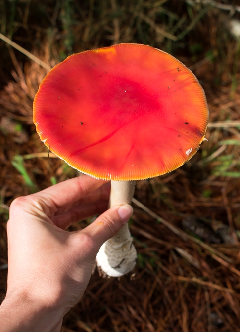 Cogumelo Russula sardonia no Brasil Amanita muscaria