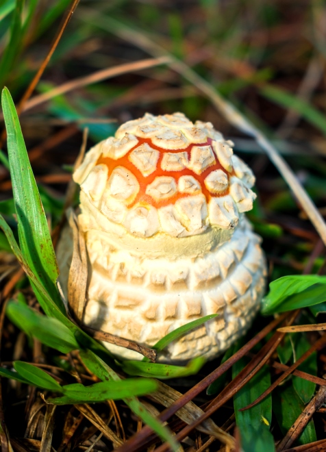 Cogumelo Russula sardonia no Brasil Amanita muscaria
