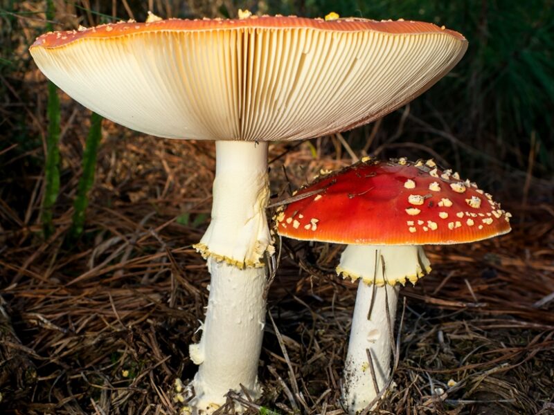 Amanita muscaria: características e estágios de crescimento