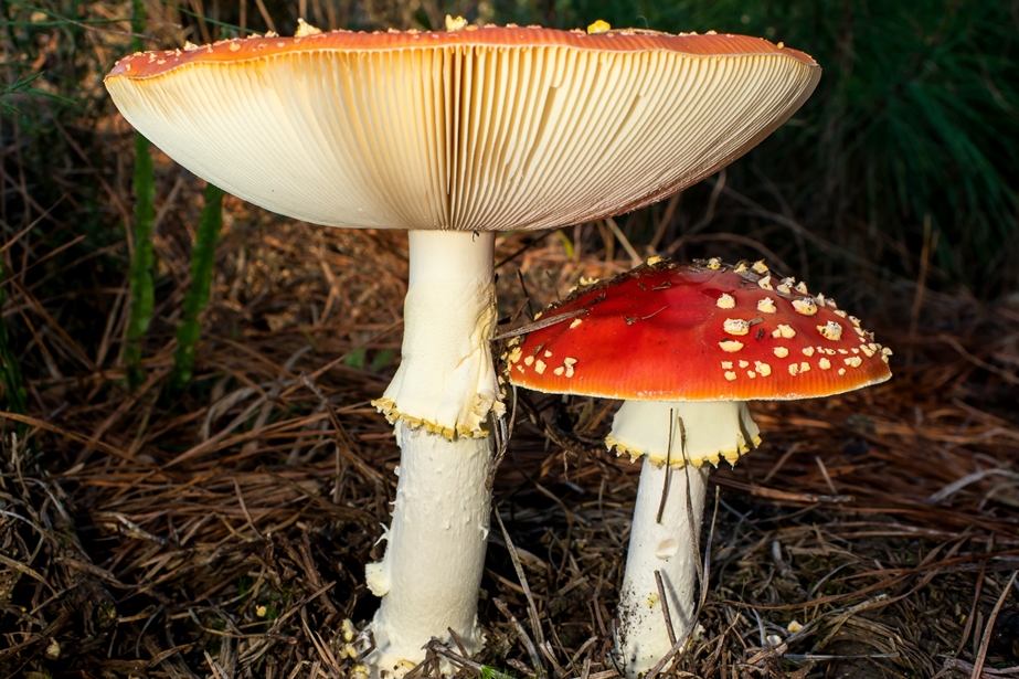 Amanita muscaria: características e estágios de crescimento
