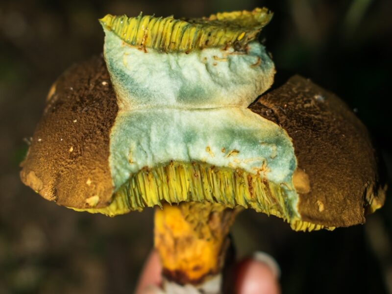 Mitos sobre cogumelos (e por que alguns são perigosos)