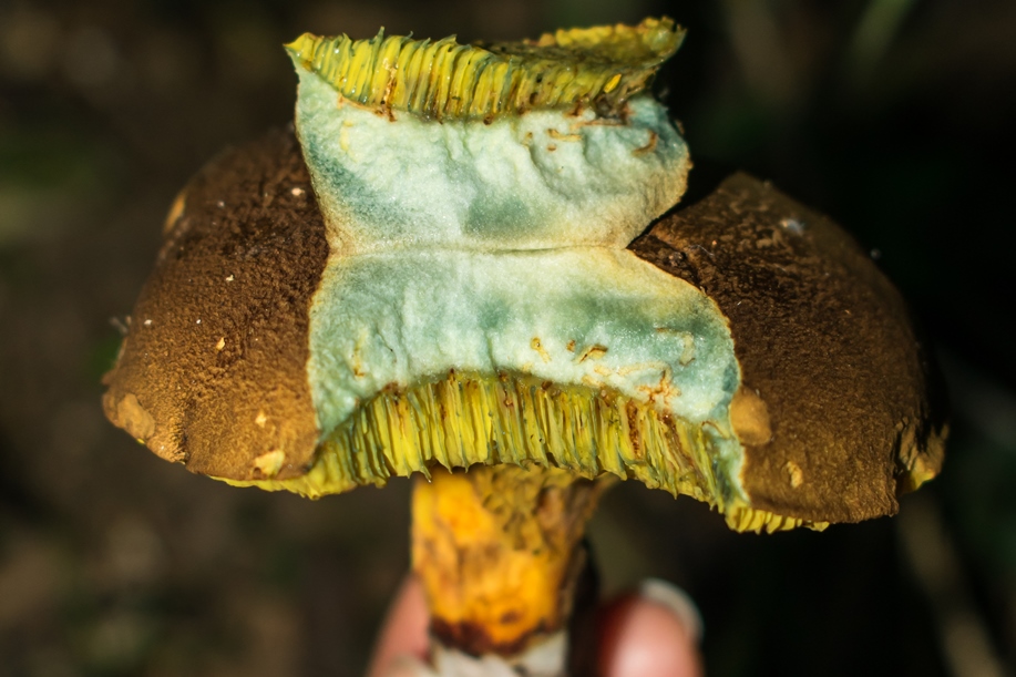 Mitos sobre cogumelos (e por que alguns são perigosos)