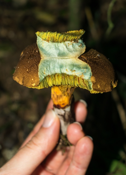 Boletinellus rompelii