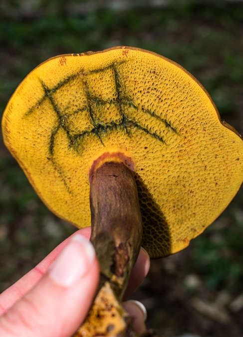 Boletinellus rompelii