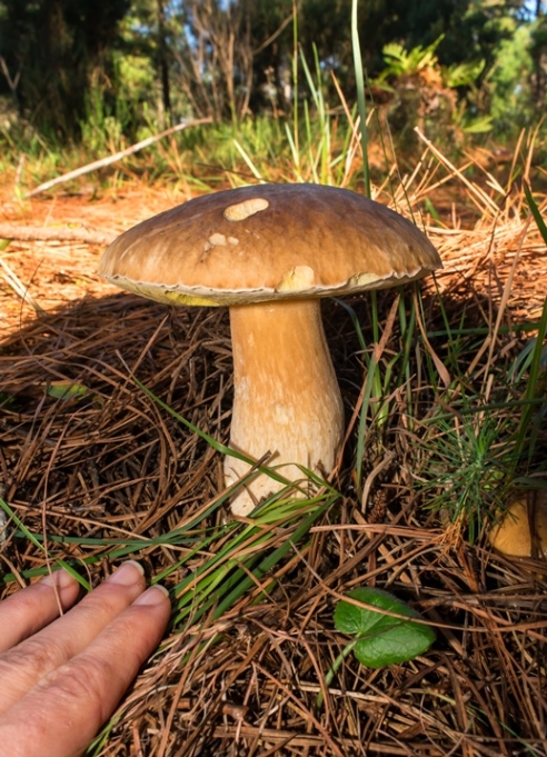 Boletus edulis (Porcini) 