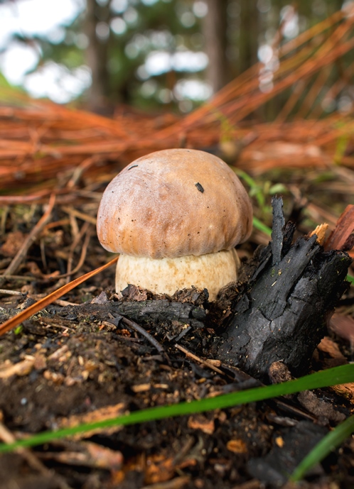 Boletus edulis (Porcini) bebê