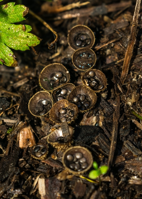 Cogumelo Russula sardonia no Brasil Cyathus striatus