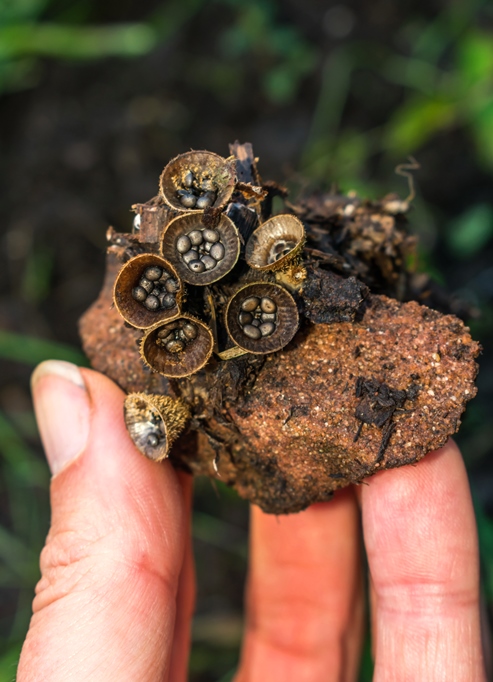 Cogumelo Russula sardonia no Brasil Cyathus striatus