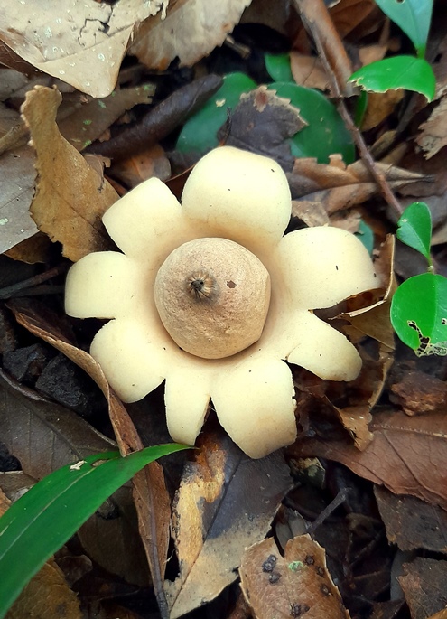 Geastrum - estrela da terra