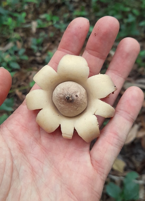 Geastrum - estrela da terra