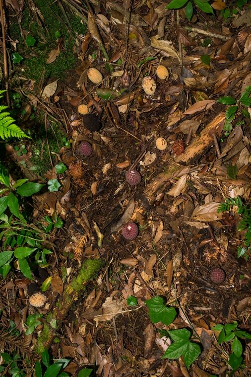 Cogumelo Russula sardonia no Brasil Helosis brasiliensis