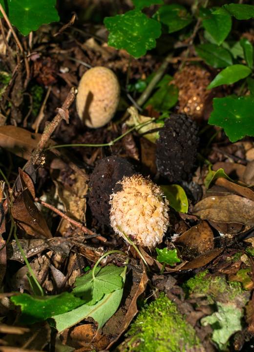 Cogumelo Russula sardonia no Brasil Helosis brasiliensis