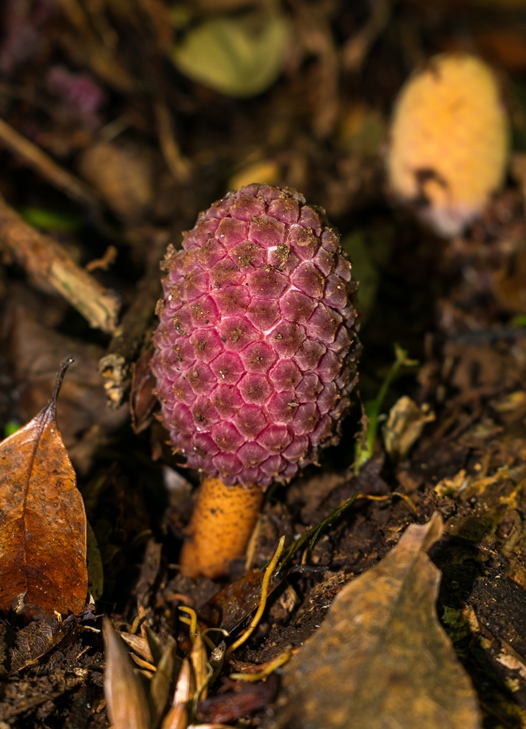 Cogumelo Russula sardonia no Brasil Helosis brasiliensis
