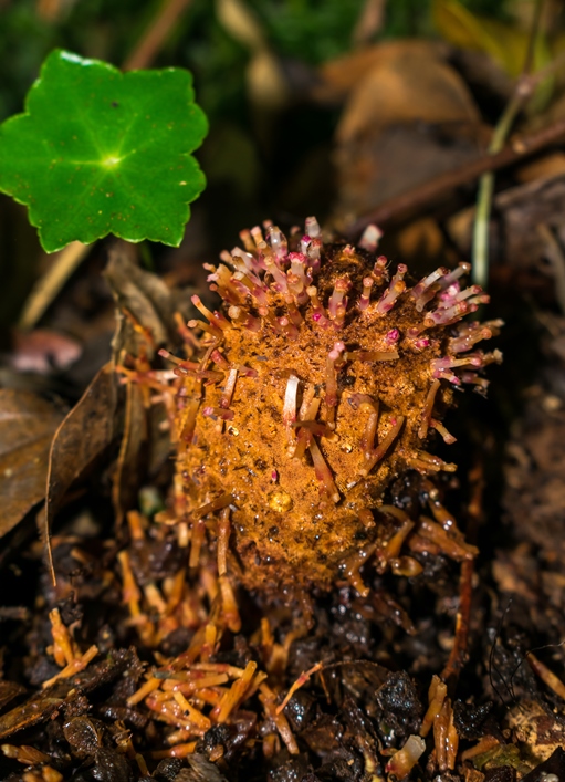 Cogumelo Russula sardonia no Brasil Helosis brasiliensis