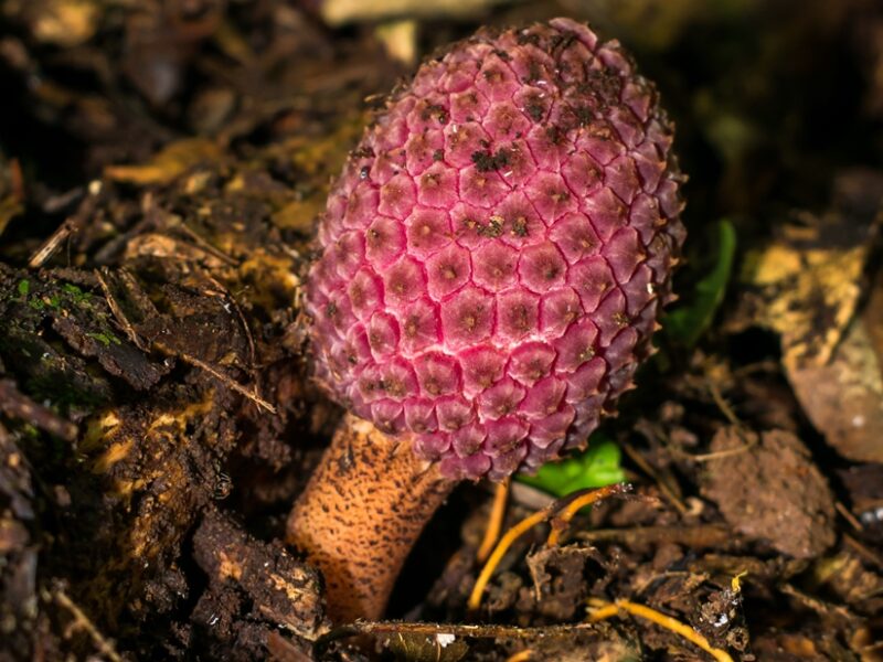 Helosis brasiliensis | Planta parasita na Mata Atlântica