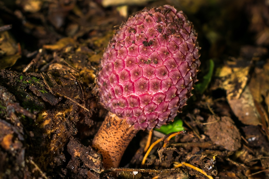 Helosis brasiliensis | Planta parasita na Mata Atlântica