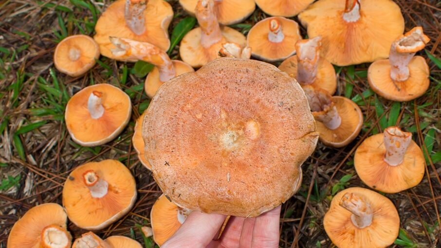 Lactarius quieticolor