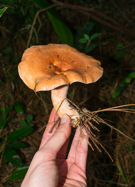 Lactarius quieticolor 