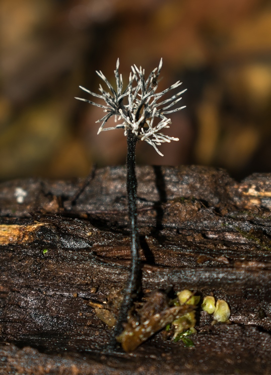 Xylaria sp.