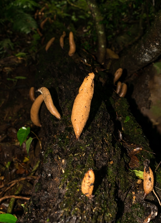 Xylaria sp.
