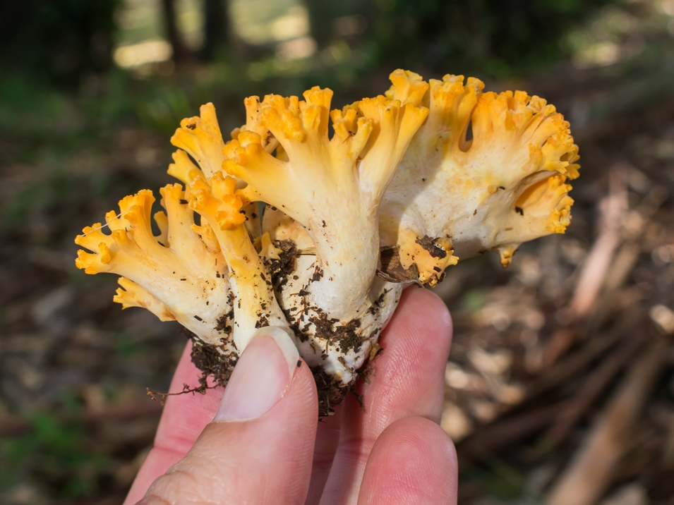 Ramaria flava | Cogumelo comestível na Serra Gaúcha