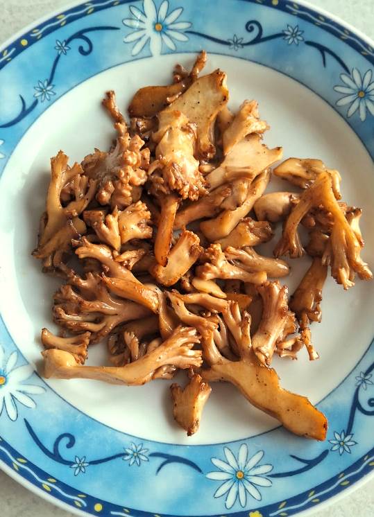 Cogumelo Russula sardonia no Brasil Cogumelo comestível Ramaria flava, refogado