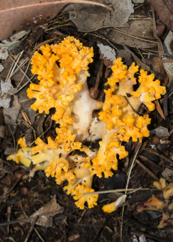 Cogumelo Russula sardonia no Brasil Cogumelo Ramaria flava