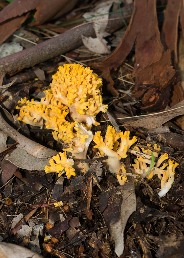 Cogumelo Russula sardonia no Brasil Cogumelo Ramaria flava