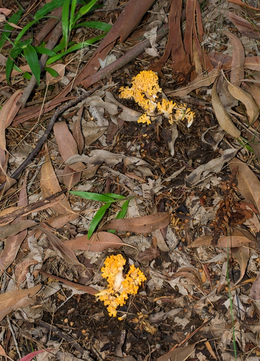 Cogumelo Russula sardonia no Brasil Cogumelo Ramaria flava