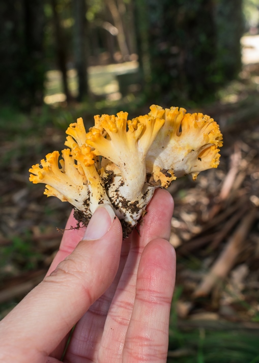 Cogumelo Russula sardonia no Brasil Cogumelo Ramaria flava