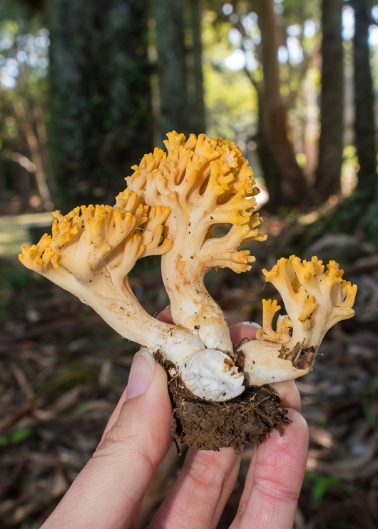 Cogumelo Russula sardonia no Brasil Cogumelo Ramaria flava